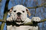 BULLDOG ANGLAIS 089